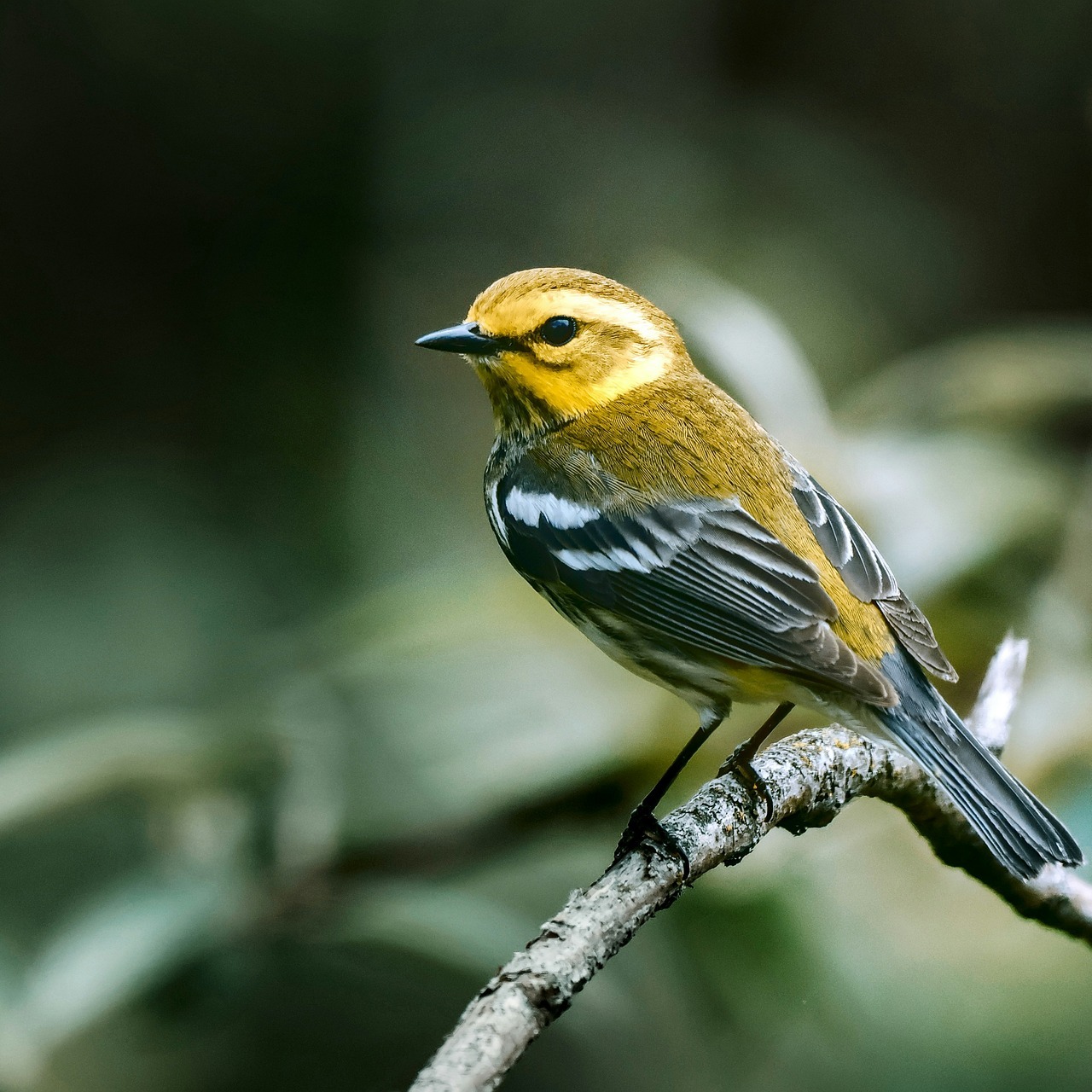 Warbler Walk— May 16 - logo